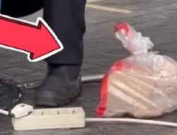 Viral Video Pemindahan Kucing Liar di GBK Pakai Plastik, Pengelola GBK Menyayangkan