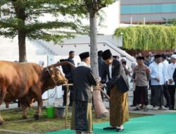 Sebanyak 15 Orang Dikerahkan untuk Menyembelih Sapi Jumbo dari Presiden Jokowi di Semarang
