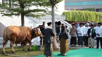 Sebanyak 15 Orang Dikerahkan untuk Menyembelih Sapi Jumbo dari Presiden Jokowi di Semarang