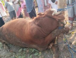Sapi Milik Masjid Salafiyah Mati Sebelum Dikurbankan di Padukuhan Dengok