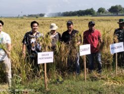Panen Raya Kelompok Tani Tunggak Ungu Timur di Tengah Tantangan Cuaca Ekstrem