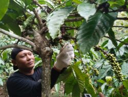 Harga Kopi Tembus 75 Ribu Per Kilogram, Petani Asal Gembong Tersenyum Lebar
