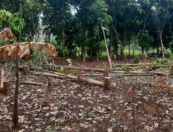 Illegal Logging di Wilayah Ngarengan Dukuhseti, KPH Pati Belum Bisa Tangkap Pelaku