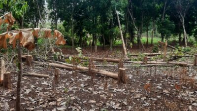 Illegal Logging di Wilayah Ngarengan Dukuhseti, KPH Pati Belum Bisa Tangkap Pelaku