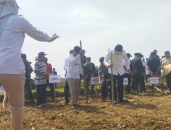 Tingkatkan Produksi Padi, Pemerintah Pusat Targetkan 1,2 Hektar Area Persawahan