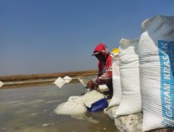 Petani Ngeluh! Garam Tingkat Petani di Harga Rp 500-700 Per Kilogram