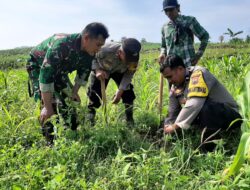 Penghijaun Hutan di Sukolilo, Kodim Pati Tanam, 1.800 bibit pohon Sukun