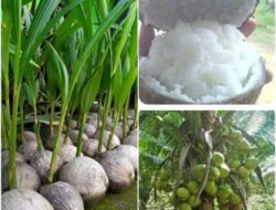 Hasil Pertanian Bumi Pati, Dua Produk Ini Jadi Ikon Nasional, Apa Saja?