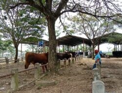 Meskipun Terancam PMK, Pasar Hewan di Pati Belum Ada Yang Ditutup