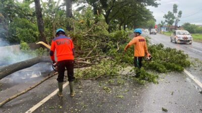 Antisipasi Pohon Tumbang di Musim Hujan, DLH Pati Lakukan Ini