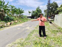 Pohon Tumbang di Jalan Tlogowungu-Bapoh, Satu pengendara Tewas