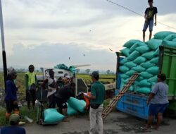 Kawal Harga Gabah Sampai Petani, Kantor Bulog Pati Datangi ke Lokasi