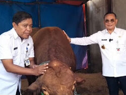 Presiden Prabowo Subianto Salurkan Bantuan Sapi Kurban 965 Kg untuk Warga Desa Watesaji, Pati   