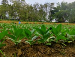 Hujan Deras Menghambat Pengolahan Lahan Tembakau di Kabupaten Pati, Petani Beralih ke Cara Manual   