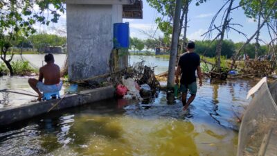 Banjir Rob Melanda Desa Tunggulsari Pati: Rumah Terendam, Tambak Rusak, Mangrove Terancam Punah