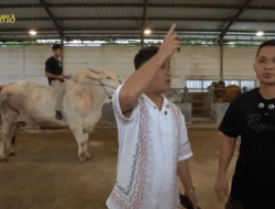 Jelang Idul Adha, Raffi Ahmad Siapkan Lima Ekor Sapi Kurban, Satu Diberikan untuk Sonny Septian dan Fairuz A Rafiq