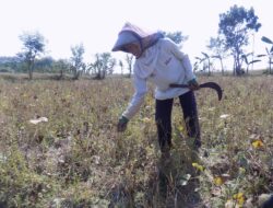 Musim Tanam Kacau, Kacang Hijau Pati Gagal Panen hingga 75 Persen