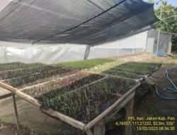 Harga Bibit Melambung, Minat Tanam Bawang Merah di Jaken Merosot Tajam