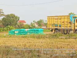 Harga Gabah di Jakenan Tembus Rp 7.700, Petani Sumringah di MT 3