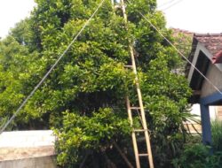Lereng Muria Tak Hanya Kopi, Cengkeh Pun Jadi Sumber Hidup Petani