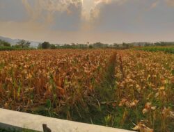 Harga Jagung di Pati Tembus Rp 5.800 per Kg, Petani Raup Rp 21 Juta Meski Hasil Panen Turun