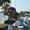 Java Master 2025, Ribuan Mata Pecinta Bonsai Tertuju ke Pati