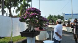 Java Master 2025, Ribuan Mata Pecinta Bonsai Tertuju ke Pati
