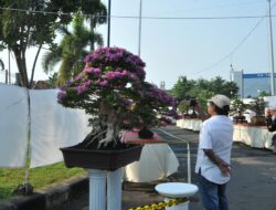 Java Master 2025, Ribuan Mata Pecinta Bonsai Tertuju ke Pati