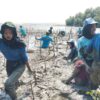 Raih Predikat Adiwiyata Provinsi, SMAN 1 Tayu Tanam Mangrove di Pantai Ujung Tluwuk