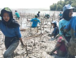 Raih Predikat Adiwiyata Provinsi, SMAN 1 Tayu Tanam Mangrove di Pantai Ujung Tluwuk