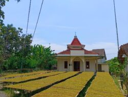 Kemarau Basah Bikin Tembakau Pati Turun Kualitas, Harga Tak Naik-naik