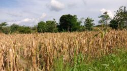 Harga Jagung Pipil Panen di Brati Tembus Rp 4.700 per Kilogram, Petani Untung Besar