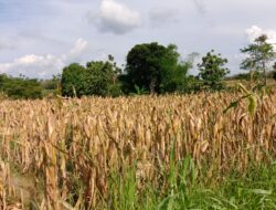 Harga Jagung Pipil Panen di Brati Tembus Rp 4.700 per Kilogram, Petani Untung Besar