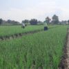 Jelang Panen, Petani Bawang Merah Pati Dihantui Isu Impor Ilegal