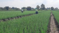 Menjelang masa panen, petani bawang merah di Kabupaten Pati diliputi kekhawatiran akibat isu masuknya bawang merah impor (Jurnalindo.com)