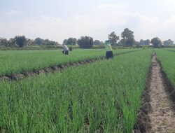Jelang Panen, Petani Bawang Merah Pati Dihantui Isu Impor Ilegal