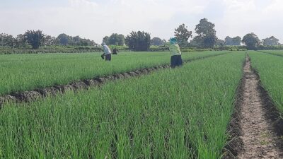 Menjelang masa panen, petani bawang merah di Kabupaten Pati diliputi kekhawatiran akibat isu masuknya bawang merah impor (Jurnalindo.com)