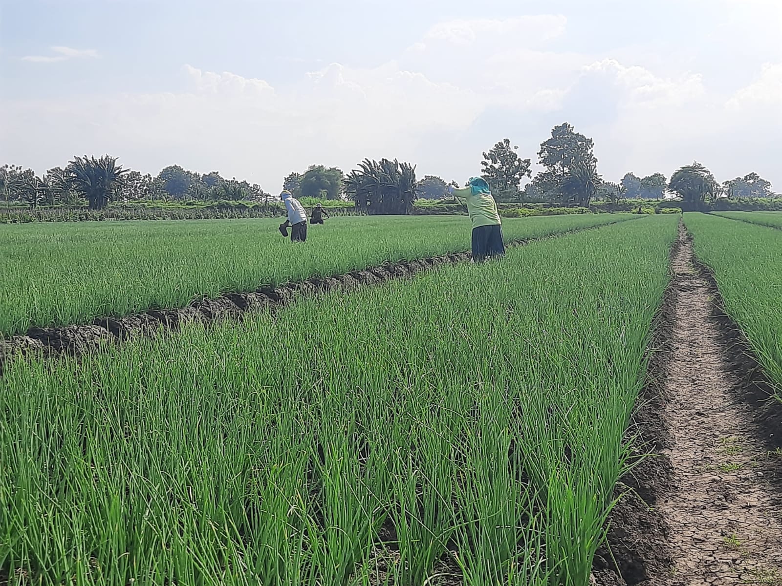 Menjelang masa panen, petani bawang merah di Kabupaten Pati diliputi kekhawatiran akibat isu masuknya bawang merah impor (Jurnalindo.com)