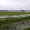 Ratusan Hektare Sawah di Pati Terancam Gagal Panen, Banjir Masih Mengancam