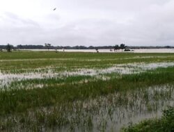 Ratusan Hektare Sawah di Pati Terancam Gagal Panen, Banjir Masih Mengancam
