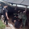 Belum Disentuh Bantuan, Warga Keboromo Gotong Royong Perbaiki Tanggul Jebol