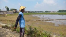 Proyek KDMP Diduga Tutup Saluran Air, 10 Hektar Sawah Petani Sarirejo Terendam