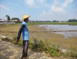 Proyek KDMP Diduga Tutup Saluran Air, 10 Hektar Sawah Petani Sarirejo Terendam