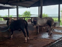 Jelang Idul Adha, Penjual Sapi di Pati Kebanjiran Order: 125 Ekor Ludes Terjual