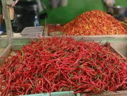 Harga Cabai di Pati Ambruk, Dari Rp 80 Ribu Kini Tinggal Rp 28 Ribu per Kilogram