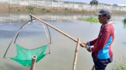 Diduga Limbah PT Juifa Cemari Tambak di Juwana, Ikan dan Udang Mati