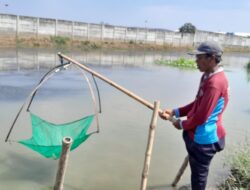 Diduga Limbah PT Juifa Cemari Tambak di Juwana, Ikan dan Udang Mati