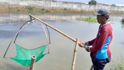 Diduga Limbah PT Juifa Cemari Tambak di Juwana, Ikan dan Udang Mati