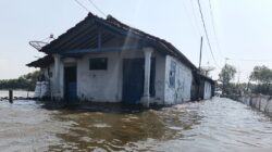 Rob Kembali Meninggi di Tunggulsari Pati, 36 Rumah Terendam dan Tambak Terancam
