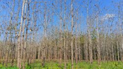 Hutan Negara di Pati Dirusak, Kerugian Perhutani Tembus Rp1,1 Miliar